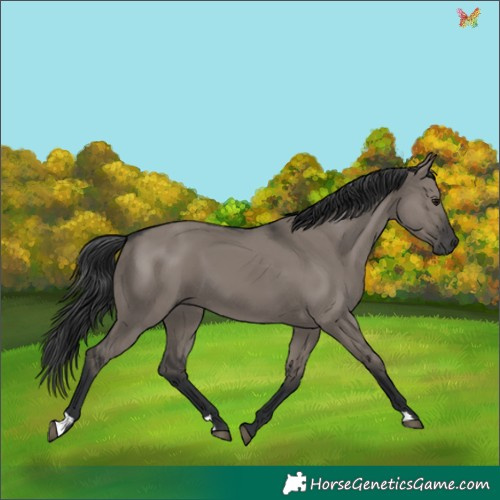 Horse Color:Grullo 