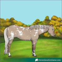 Horse Color:White Spotted Silver Grullo Rabicano