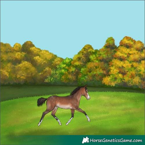 Horse Color:Brown Appaloosa