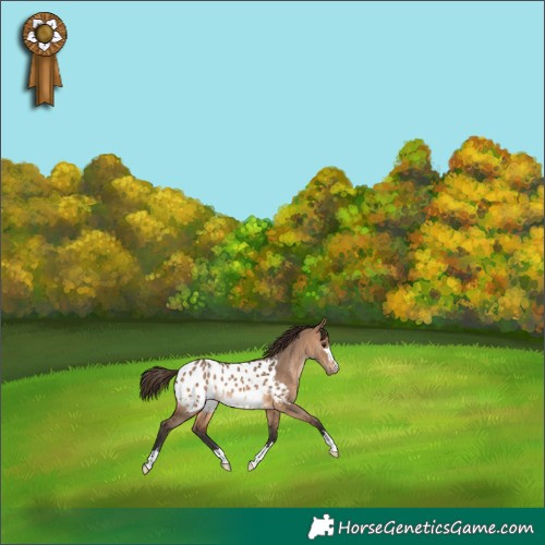 Horse Color:Brown Dun Near Leopard 