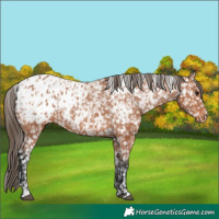 Horse Color:Bay Near Leopard  and Bay Blanket 