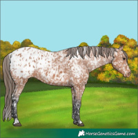 Horse Color:Bay Appaloosa and Bay Appaloosa