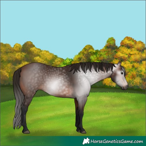 Horse Color:Gray Bay 