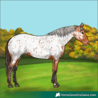 Horse Color:Bay Appaloosa  and Silver Bay Appaloosa 