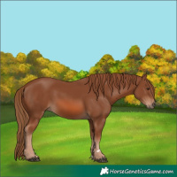 Horse Color:Chestnut 