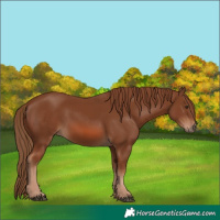 Horse Color:Chestnut 