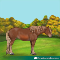 Horse Color:Chestnut 