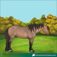 Horse Color:Bay Dun 