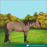 Horse Color:Bay Dun 