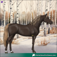 Horse Color:Liver Chestnut Rabicano 