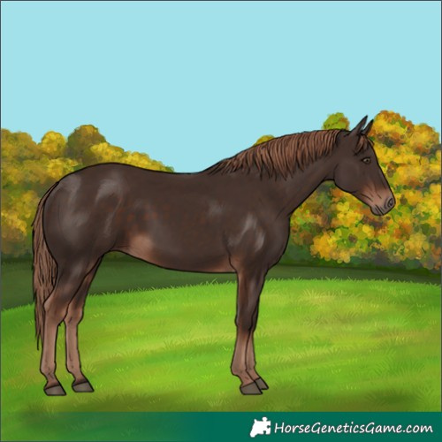 Horse Color:Liver Chestnut Rabicano 