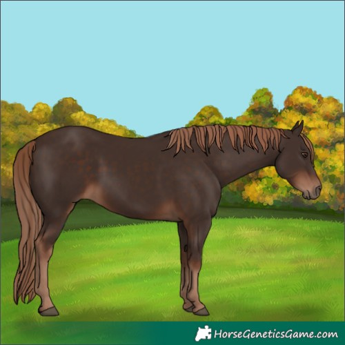 Horse Color:Liver Chestnut Rabicano 