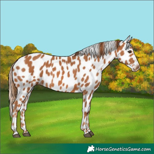 Horse Color:Chestnut Leopard