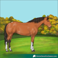 Horse Color:Bay Tobiano 