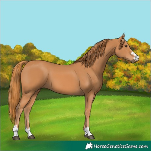 Horse Color:Chestnut 