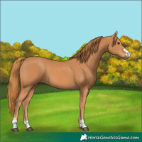 Horse Color:Chestnut 