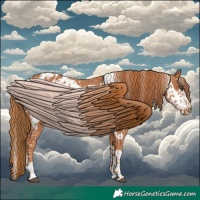 Horse Color:Chestnut Appaloosa  and Chestnut Frame Appaloosa 