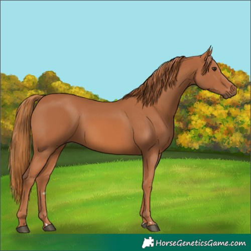 Horse Color:Chestnut 