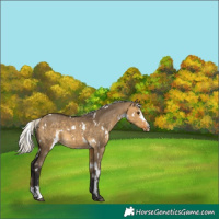 Horse Color:White Spotted Silver Buckskin Dun Sabino 