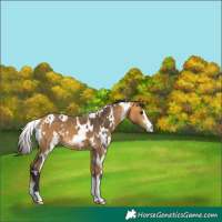 Horse Color:White Spotted Buckskin 