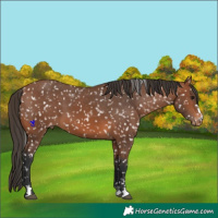 Horse Color:Bay Snowflake Varnish