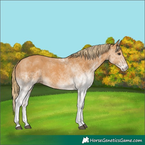 Horse Color:White Spotted Chestnut 
