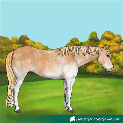 Horse Color:White Spotted Chestnut 
