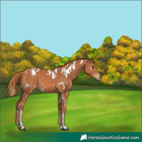 Horse Color:White Spotted Chestnut 