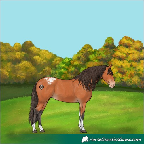 Horse Color:Bay Tobiano Blanket 
