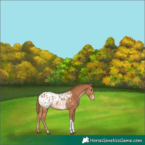 Horse Color:Chestnut Tobiano Blanket