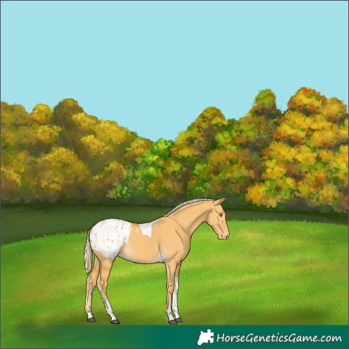 Horse Color:Palomino Dun Tobiano Blanket 
