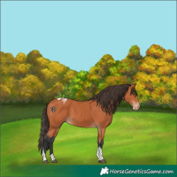Horse Color:Bay Tobiano Varnish 