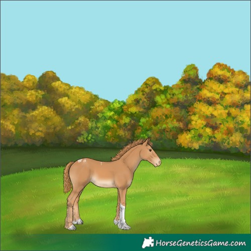Horse Color:Chestnut Tobiano Appaloosa 