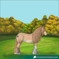 Horse Color:Chestnut Tobiano Appaloosa