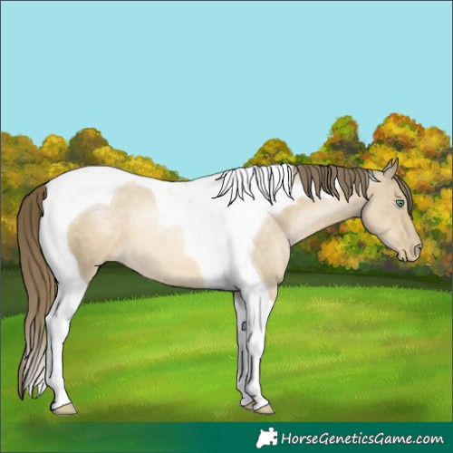 Horse Color:Smoky Grullo Pearl Tobiano 