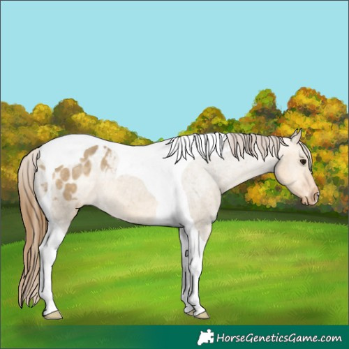 Horse Color:Buckskin Dun Tobiano Appaloosa 