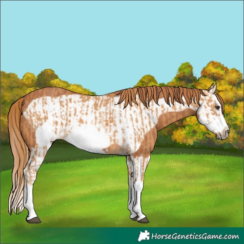 Horse Color:Chestnut Splash Frame and Chestnut Splash Frame