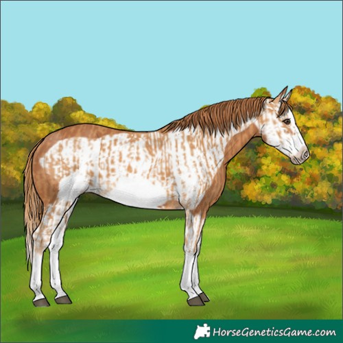 Horse Color:Chestnut Splash Frame  and Chestnut Splash Frame 