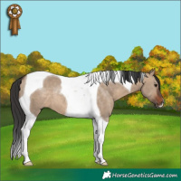 Horse Color:Brown Dun Tobiano 