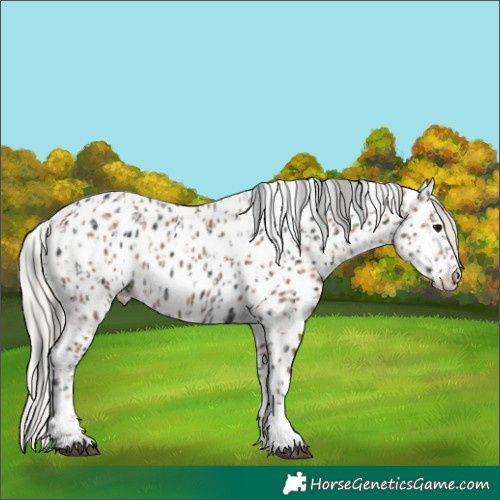 Horse Color:Black Leopard and Silver Black Leopard