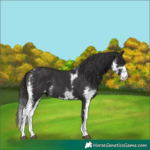 Horse Color:Smoky Black Sabino