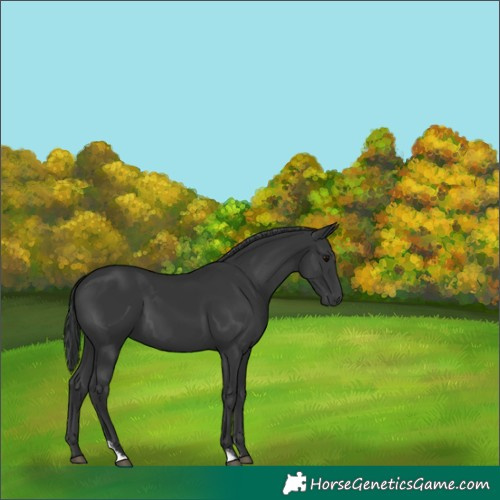 Horse Color:Black Sabino 