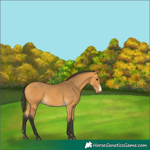 Horse Color:Buckskin Sabino 