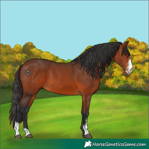 Horse Color:Bay Sabino 