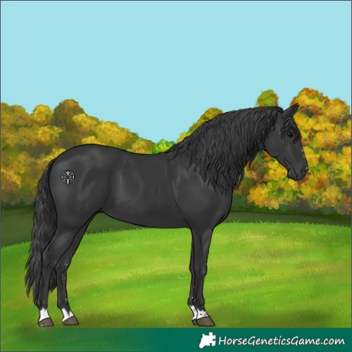 Horse Color:Black 