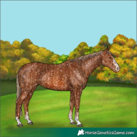 Horse Color:Chestnut Appaloosa  and Chestnut Appaloosa 