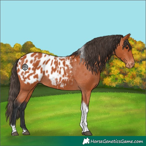 Horse Color:Bay Tobiano Blanket 