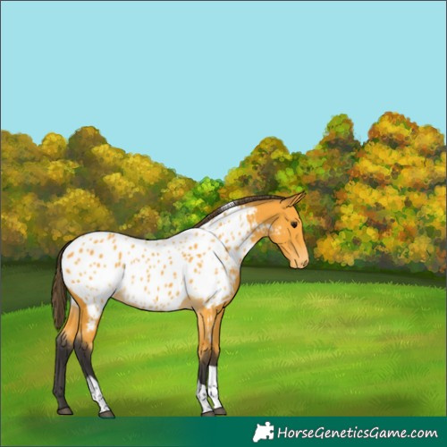 Horse Color:Buckskin Tobiano Near Leopard 