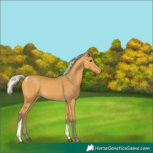 Horse Color:Silver Buckskin Tobiano Varnish 