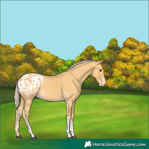 Horse Color:Palomino Tobiano Appaloosa 